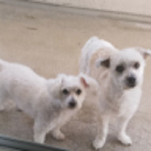 Meet your Posher, Susan - Picture 1 of 1